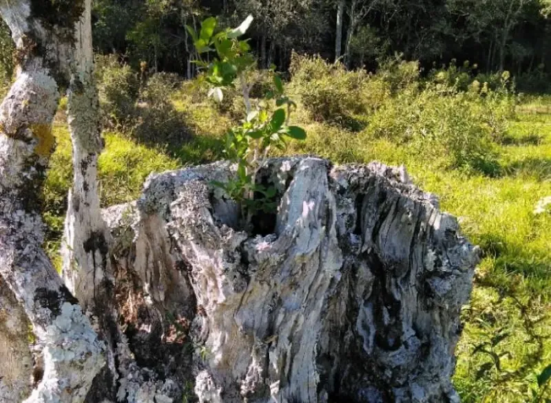 Laudos de Cobertura Vegetal e de Fauna