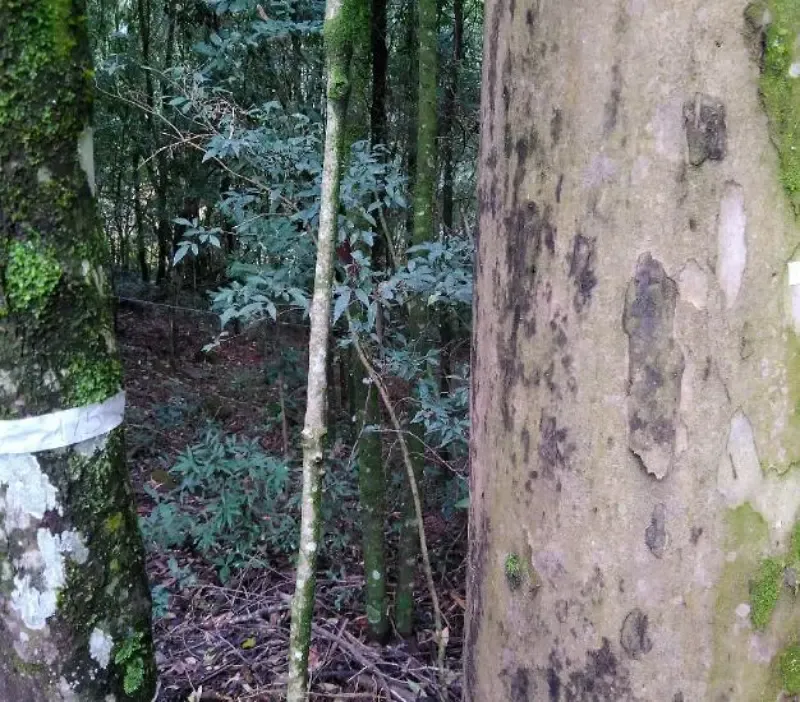 Laudos de Cobertura Vegetal e de Fauna