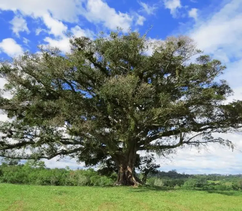 Laudos de Cobertura Vegetal e de Fauna